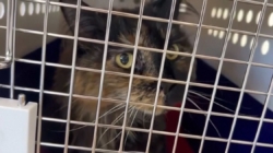 Mittens the cat’s owner describes feline frequent flyer’s ordeal