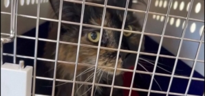 Mittens the cat’s owner describes feline frequent flyer’s ordeal