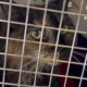 Mittens the cat’s owner describes feline frequent flyer’s ordeal