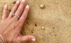 Sydney beaches shut once again over mysterious debris washed on shore