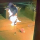 Inept arsonist sets own pants on fire in Australia