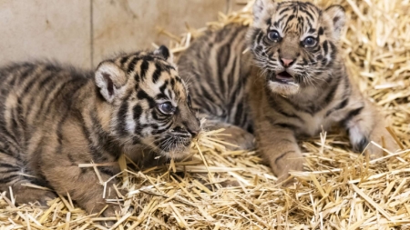 Critically Endangered Tiger Cubs Revealed at Nyíregyháza Zoo