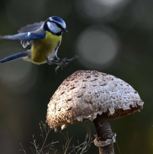 The ‘Great Winter Bird Count’ Commences