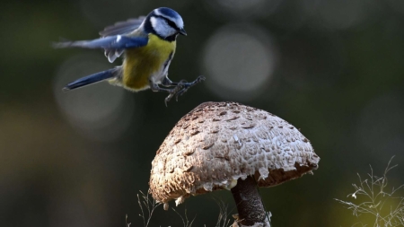 The ‘Great Winter Bird Count’ Commences