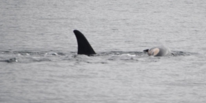 Orca who carried dead calf’s body for weeks has lost another offspring