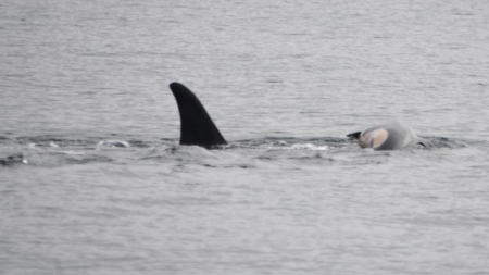 Orca who carried dead calf’s body for weeks has lost another offspring