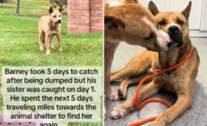 Dog Dumped by Owner Travels for 5 Days To Find Sister in Shelter