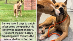 Dog Dumped by Owner Travels for 5 Days To Find Sister in Shelter