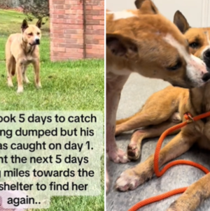 Dog Dumped by Owner Travels for 5 Days To Find Sister in Shelter