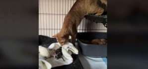 Internet Enthralled by Moment ‘Semi-Feral’ Cat Meets Orphaned Kittens