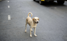 Stray Dog Chases Down Woman’s Car, Tears Over What Happens Next