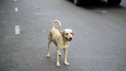 Stray Dog Chases Down Woman’s Car, Tears Over What Happens Next