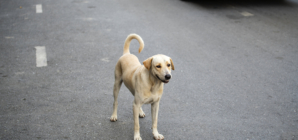 Stray Dog Chases Down Woman’s Car, Tears Over What Happens Next