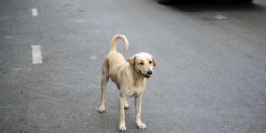 Stray Dog Chases Down Woman’s Car, Tears Over What Happens Next