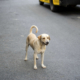 Stray Dog Chases Down Woman’s Car, Tears Over What Happens Next