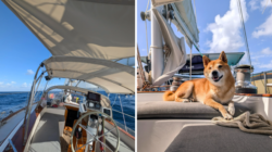 Couple Buy Boat as ‘Tiny Home,’ Sail the World Working Remotely With 3 Pets