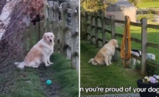 Golden Retriever Hanging Out With Lambs Was Going ‘So Well’—Until It Wasn’t