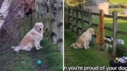 Golden Retriever Hanging Out With Lambs Was Going ‘So Well’—Until It Wasn’t