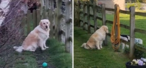 Golden Retriever Hanging Out With Lambs Was Going ‘So Well’—Until It Wasn’t