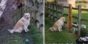 Golden Retriever Hanging Out With Lambs Was Going ‘So Well’—Until It Wasn’t