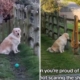 Golden Retriever Hanging Out With Lambs Was Going ‘So Well’—Until It Wasn’t