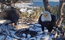 SoCal bald eagles Jackie and Shadow have a second chance at triplets