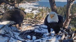 SoCal bald eagles Jackie and Shadow have a second chance at triplets