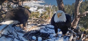 SoCal bald eagles Jackie and Shadow have a second chance at triplets