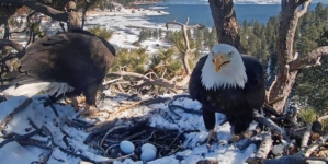 SoCal bald eagles Jackie and Shadow have a second chance at triplets