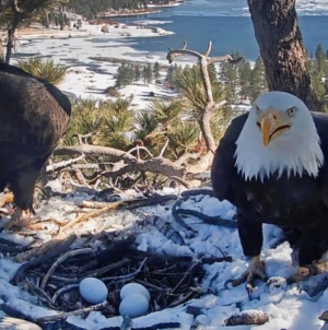 SoCal bald eagles Jackie and Shadow have a second chance at triplets