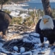 SoCal bald eagles Jackie and Shadow have a second chance at triplets