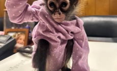 A Rolls-Royce, a monkey in a onesie and weed: CHP makes unusual stop