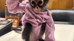 A Rolls-Royce, a monkey in a onesie and weed: CHP makes unusual stop