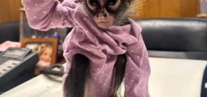 A Rolls-Royce, a monkey in a onesie and weed: CHP makes unusual stop