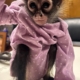 A Rolls-Royce, a monkey in a onesie and weed: CHP makes unusual stop