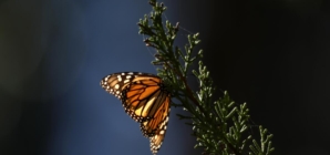 California monarch butterfly numbers plunge; wildfire wipes out Topanga habitat