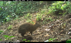 Rabbit Lost for 120 Years Found Hopping Around in the Mountains