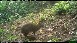 Rabbit Lost for 120 Years Found Hopping Around in the Mountains