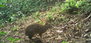 Rabbit Lost for 120 Years Found Hopping Around in the Mountains