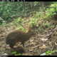 Rabbit Lost for 120 Years Found Hopping Around in the Mountains