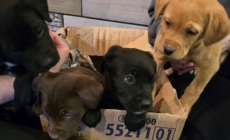 Cardboard Box Dumped Outside Shelter in 15°F—What’s Inside Breaks Hearts