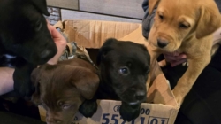 Cardboard Box Dumped Outside Shelter in 15°F—What’s Inside Breaks Hearts