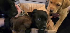 Cardboard Box Dumped Outside Shelter in 15°F—What’s Inside Breaks Hearts