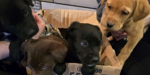 Cardboard Box Dumped Outside Shelter in 15°F—What’s Inside Breaks Hearts