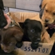 Cardboard Box Dumped Outside Shelter in 15°F—What’s Inside Breaks Hearts