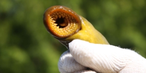 Parasitic ‘Vampire’ Fish Numbers Surge in Lake Superior