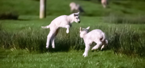 Internet Obsessed With What Sheep Are Filmed Doing Only at Nighttime