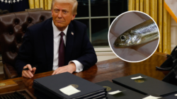 Trump Blames the Delta Smelt for Worsening LA Fires