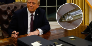 Trump Blames the Delta Smelt for Worsening LA Fires