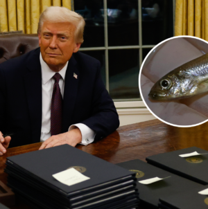 Trump Blames the Delta Smelt for Worsening LA Fires